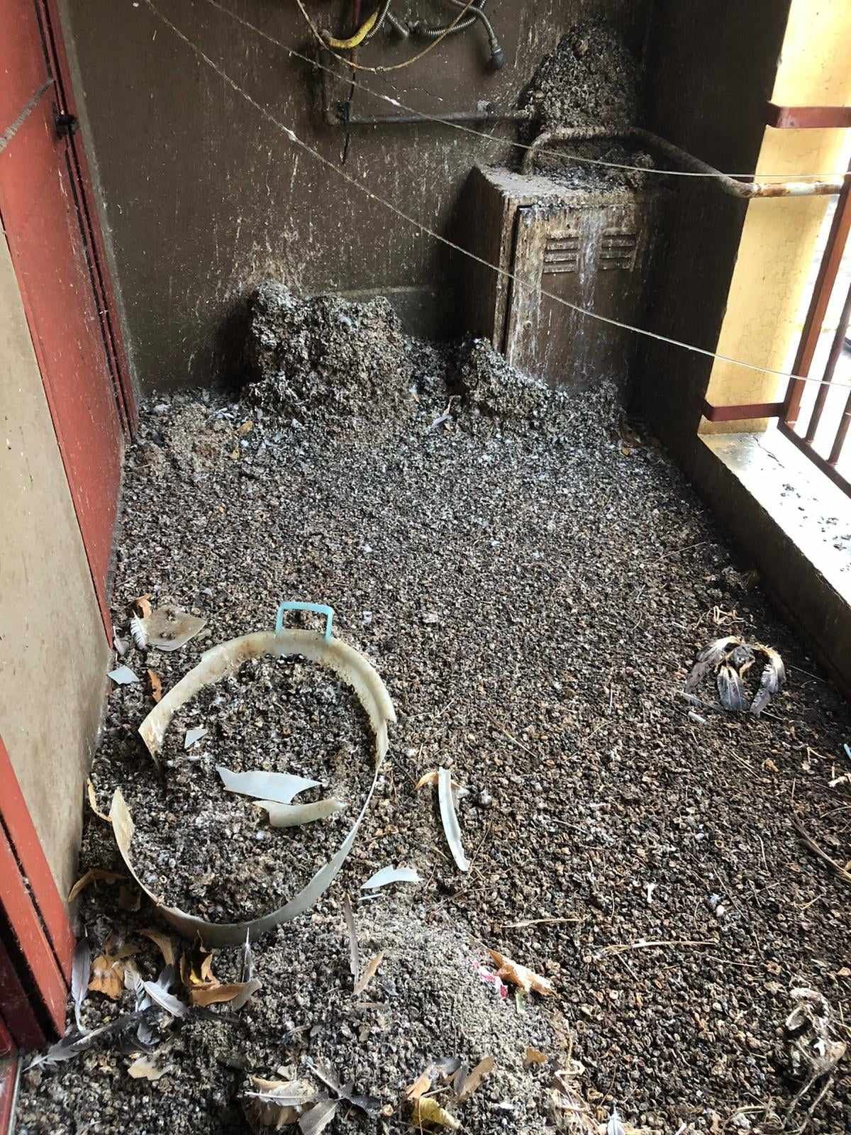 pulizia balcone dal guano dei piccioni