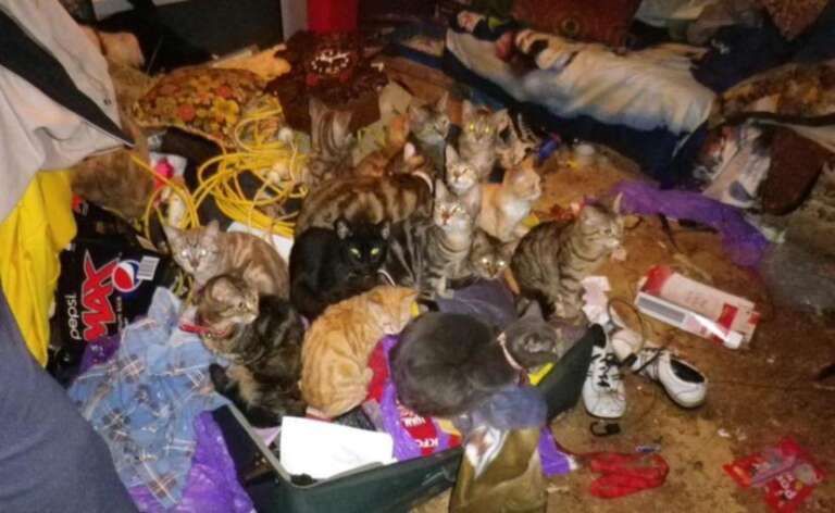 pulizia urgente per barbonismo domestico