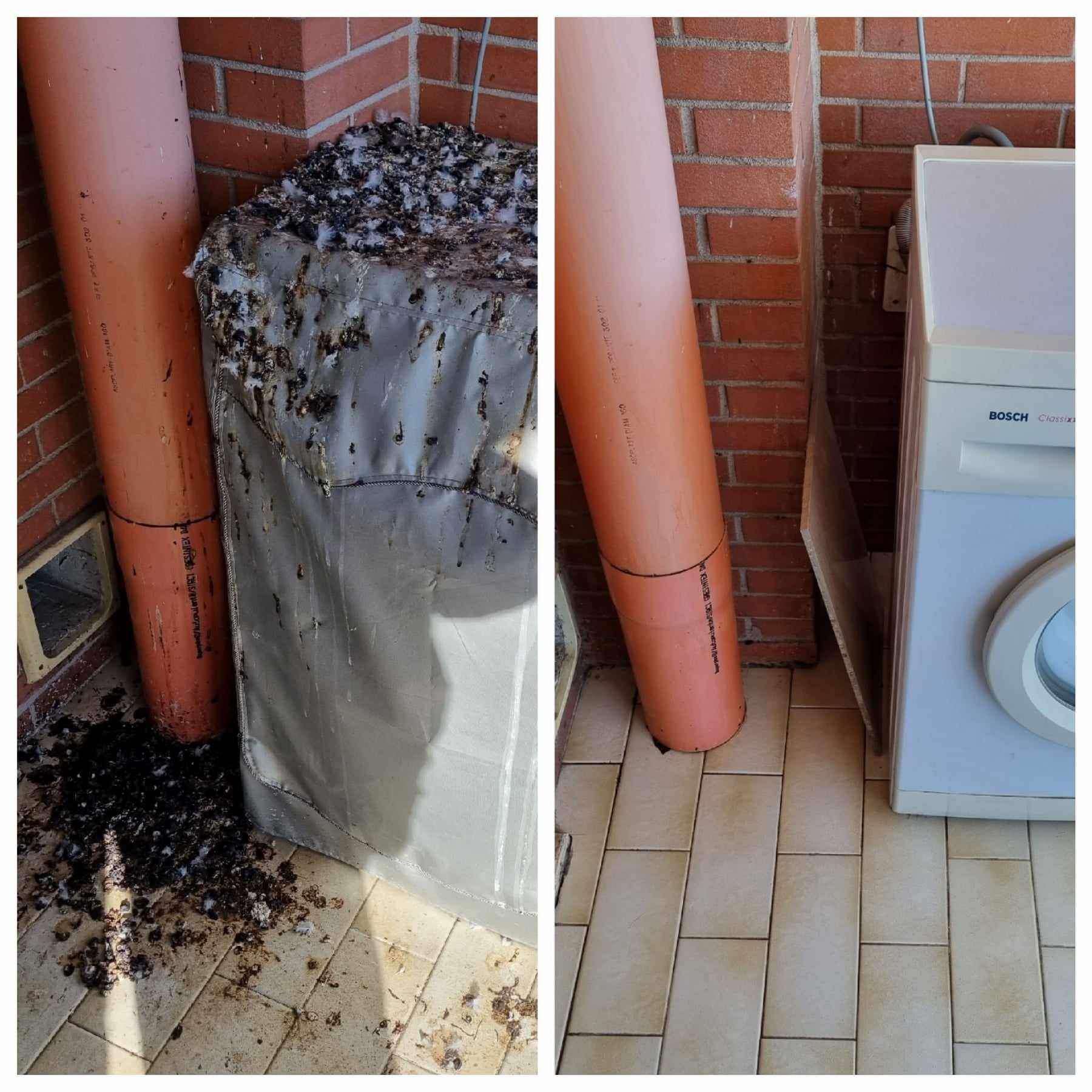 pulizie guano piccioni soffitte