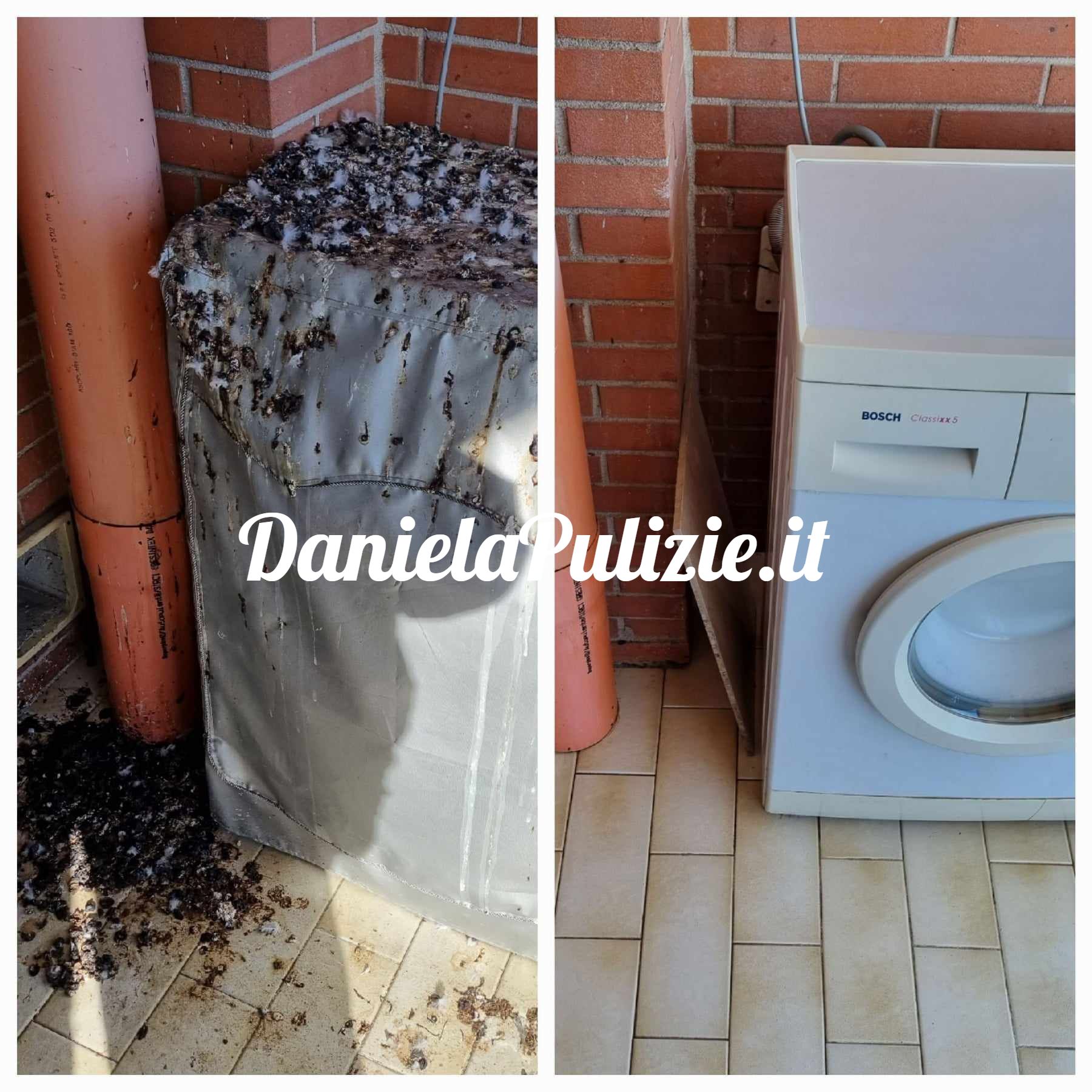 impresa di pulizie guano piccioni roma