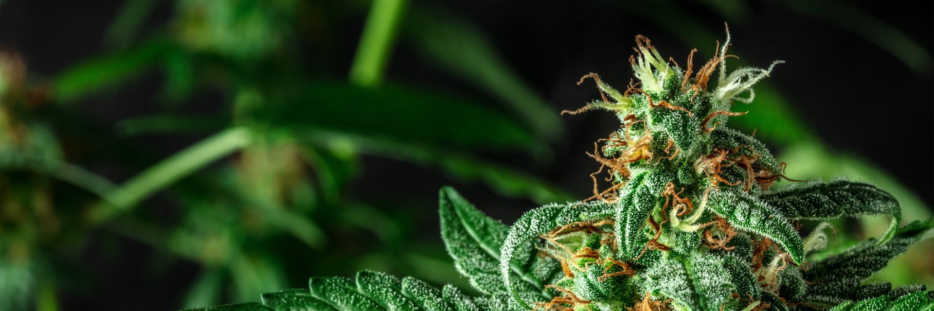 Cannabis-Inhaltsstoffe – Phytocannabinoide, Terpene & Co Cannabis-Inhaltsstoffe – Phytocannabinoide, Terpene & Co