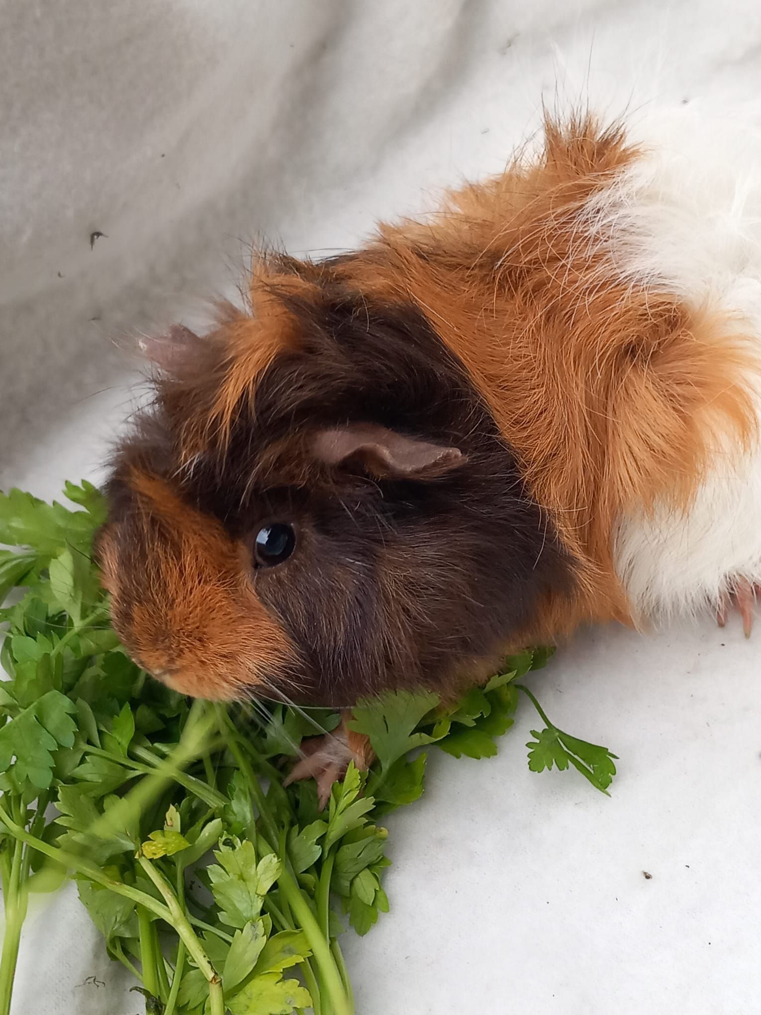 Meerschweinchen