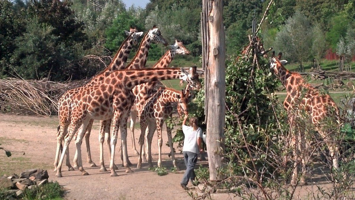 Giraffen bei der Fütterung