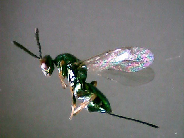 Female of Torymus sinensis