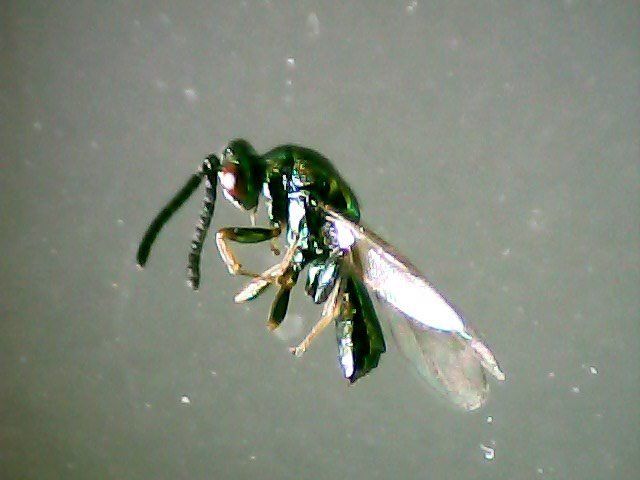 Male of Torymus sinensis