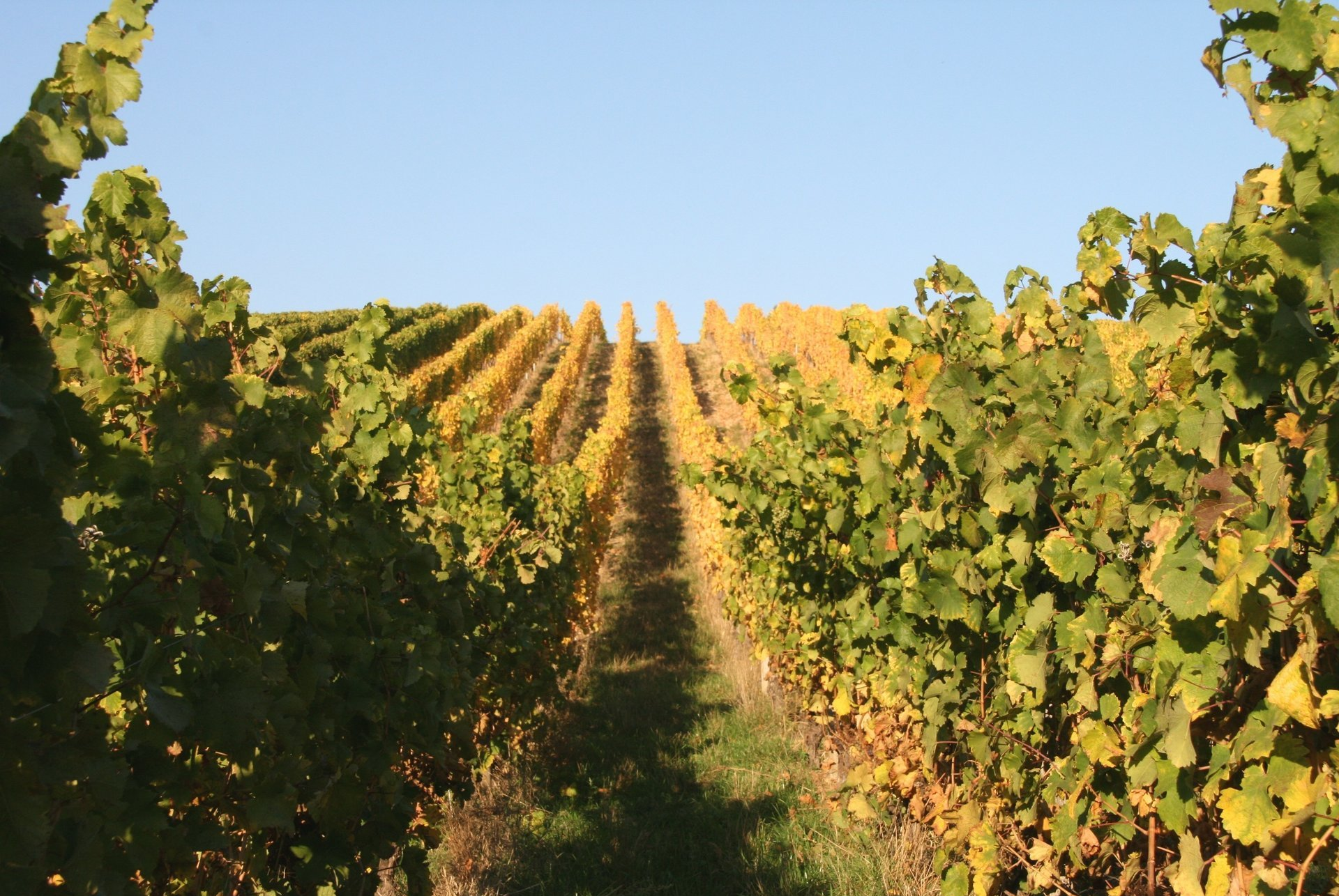 Blick in die Weinberge Blick in die Weinberge