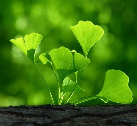 Der Ginkgo in meiner psychotherapeutischen Arbeit Der Ginkgo in meiner psychotherapeutischen Arbeit