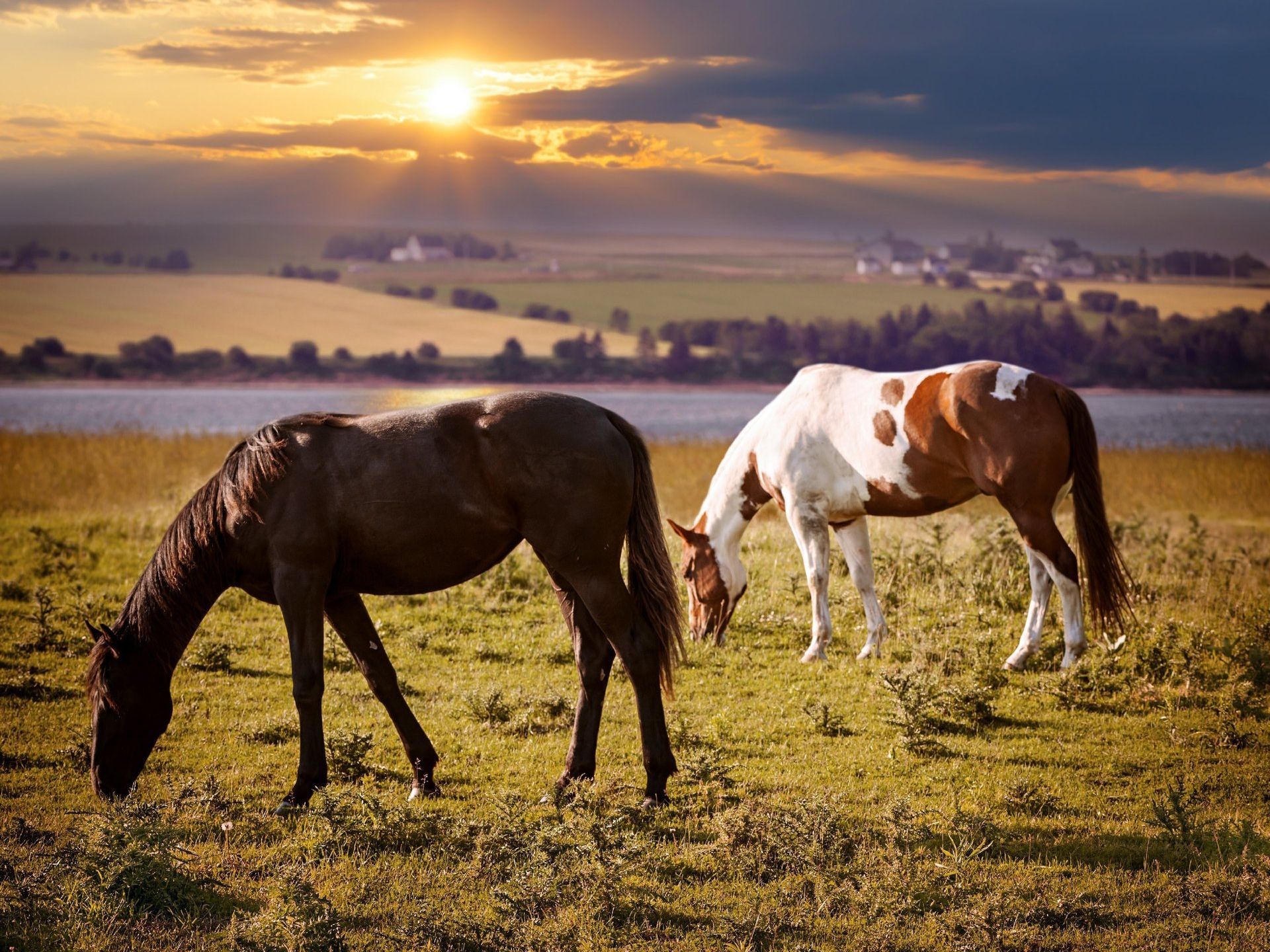 dunkles und gechecktes pferd grasen auf wiese am see im sonnenuntergang