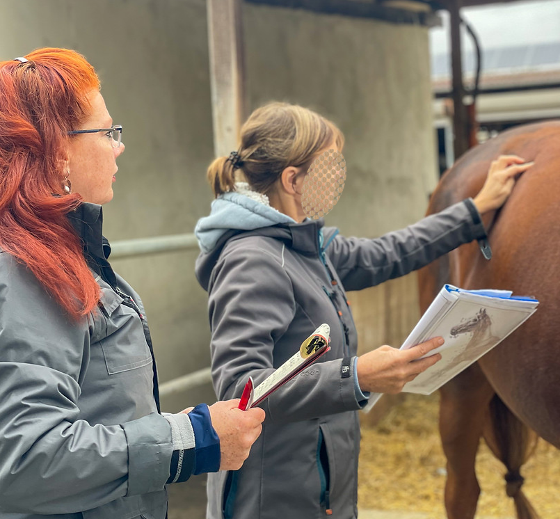 2 Frauen schauen auf ein Pferd