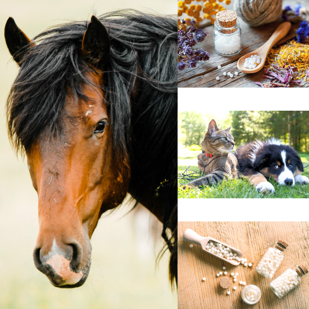 verschiedene Pferdeaugen