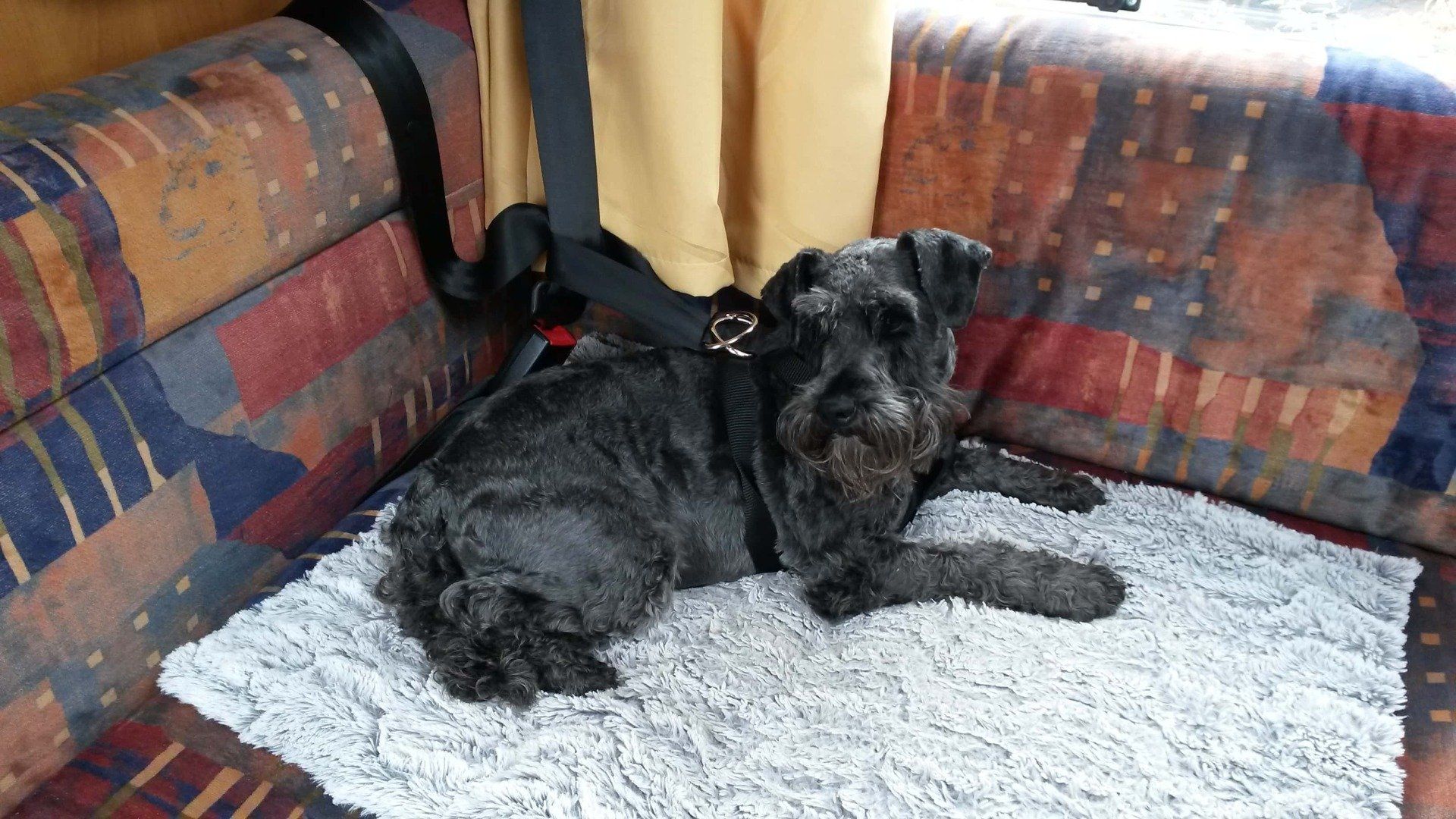 Dog friendly motorhome