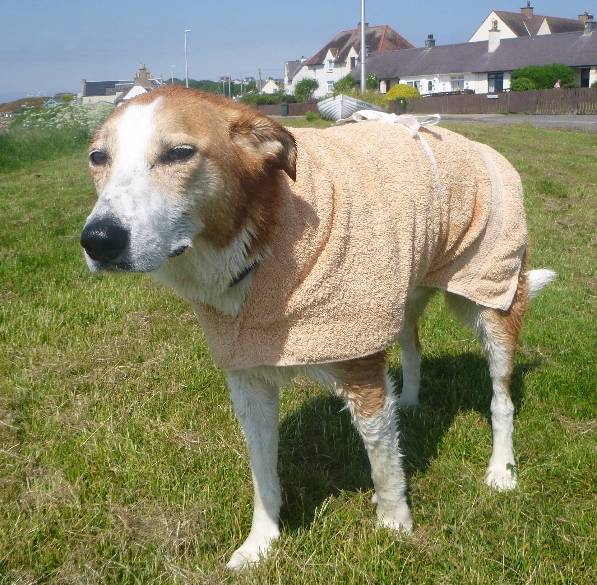 The dog housecoat, modelled by Max (who isn't keen on having his photo taken!
