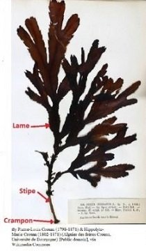lame,stipe, crampon : schéma d'une algue
