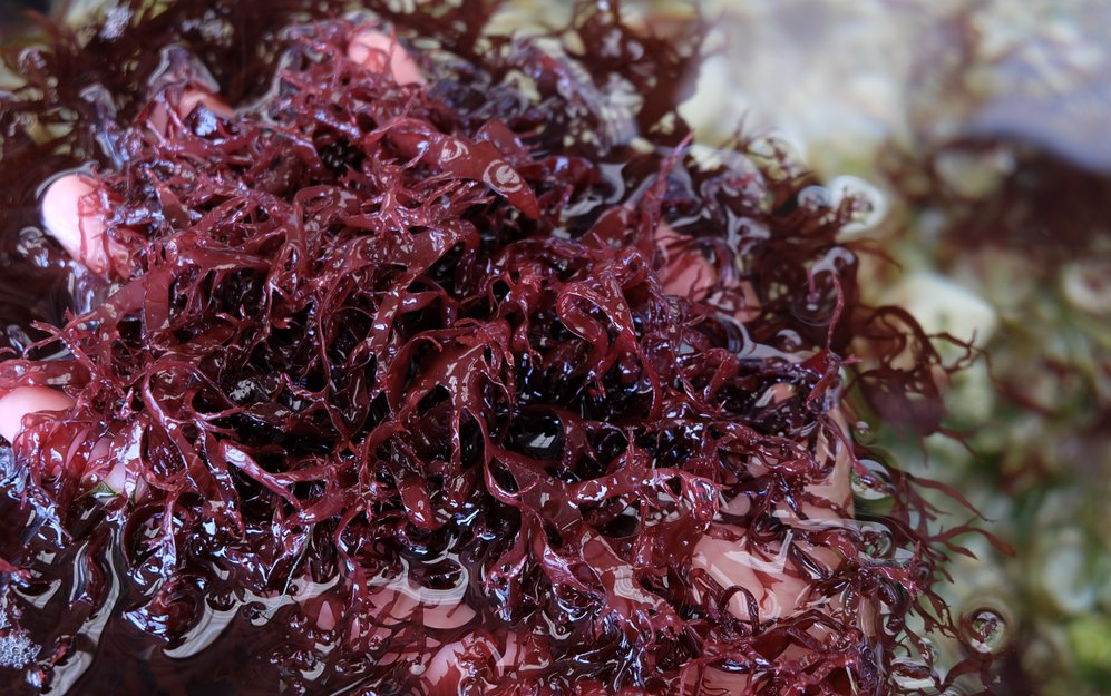 algues fraiches