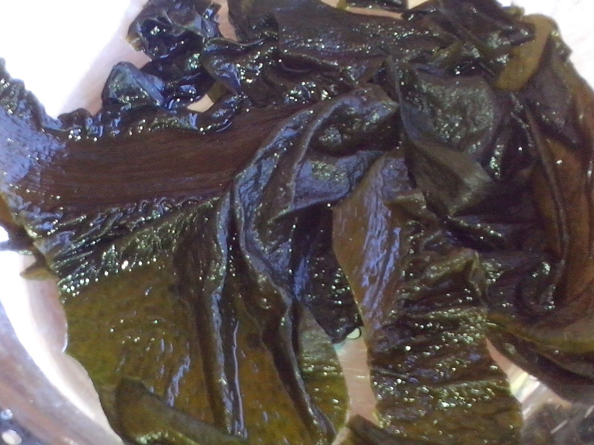 algue Wakamé fraiche et salée (Undaria pinnatifida)