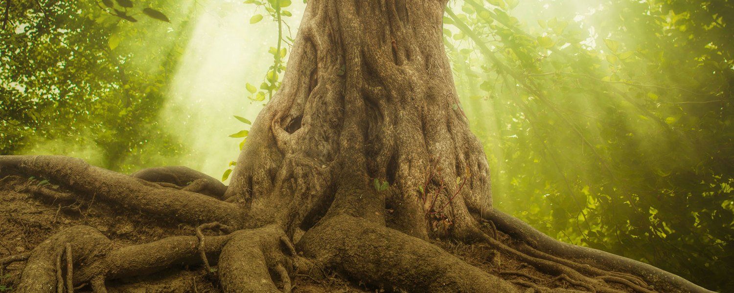 Ausbildung, Rückführungen, tief, Konstellation, Aufstellen, Familien stellen