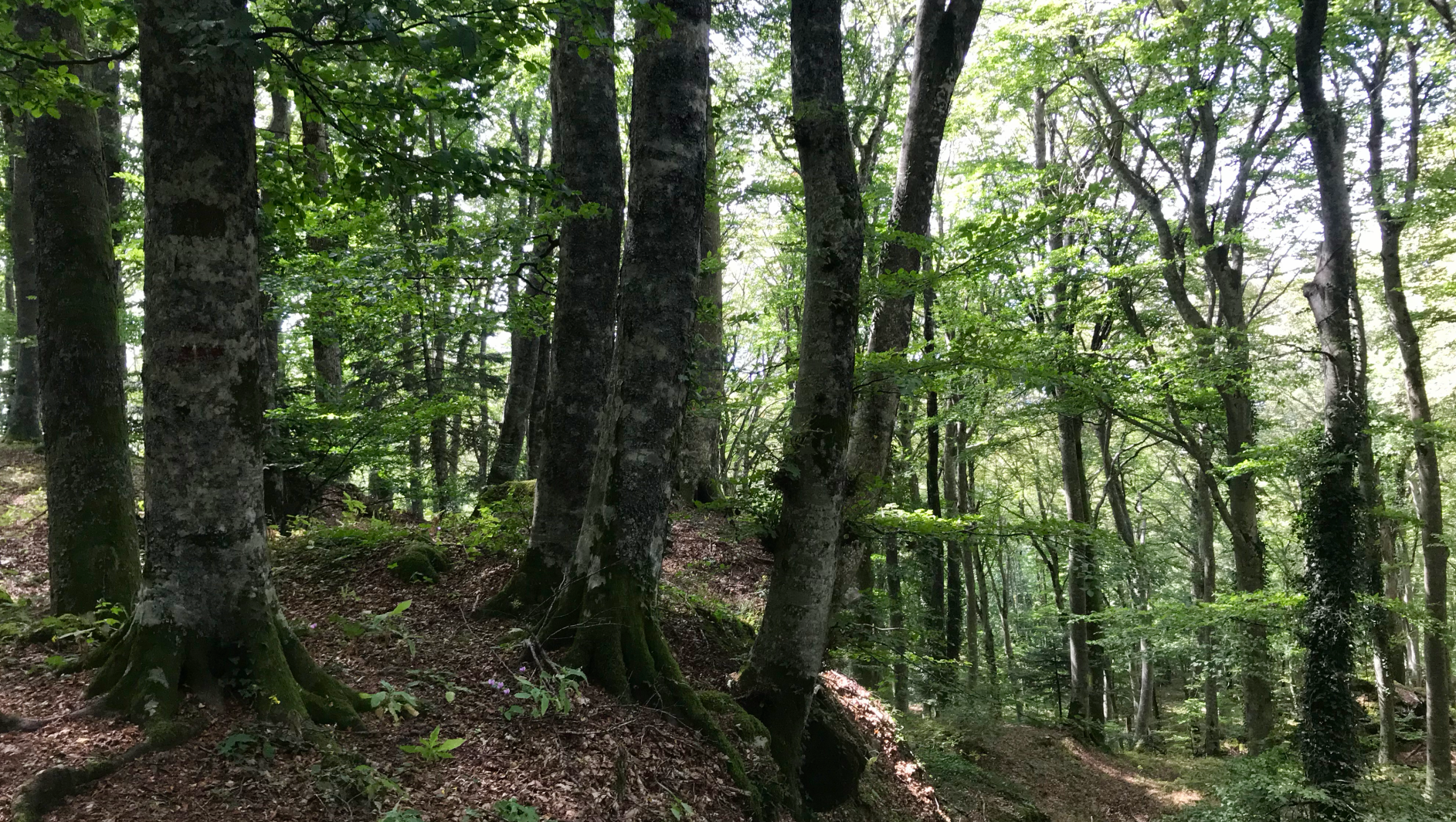 Ausbildung, systemische Aufstellung, Tiefe, Ruhe