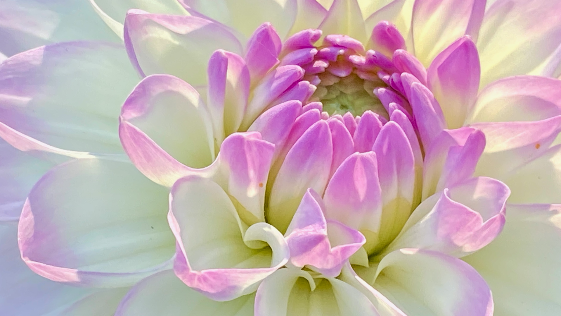 Ausbildung, Einweihung, Reiki, Blume des Lebens, Licht, Einweihung, Meister, Lehrer