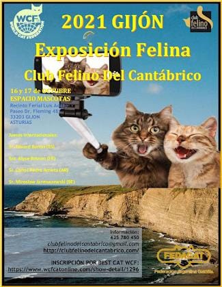 EXPOSICIÓN FELINA 2021 GIJÓN RAGDOLL