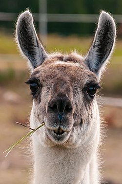 Lama in Västansunda, Jomala, Åland – Foto: Ralf Roletschek, www.roletschek.at via Wikipedia https://de.wikipedia.org/wiki/Datei:18-08-25-%C3%85land_RRK6596a.jpg Lama (Porträt)