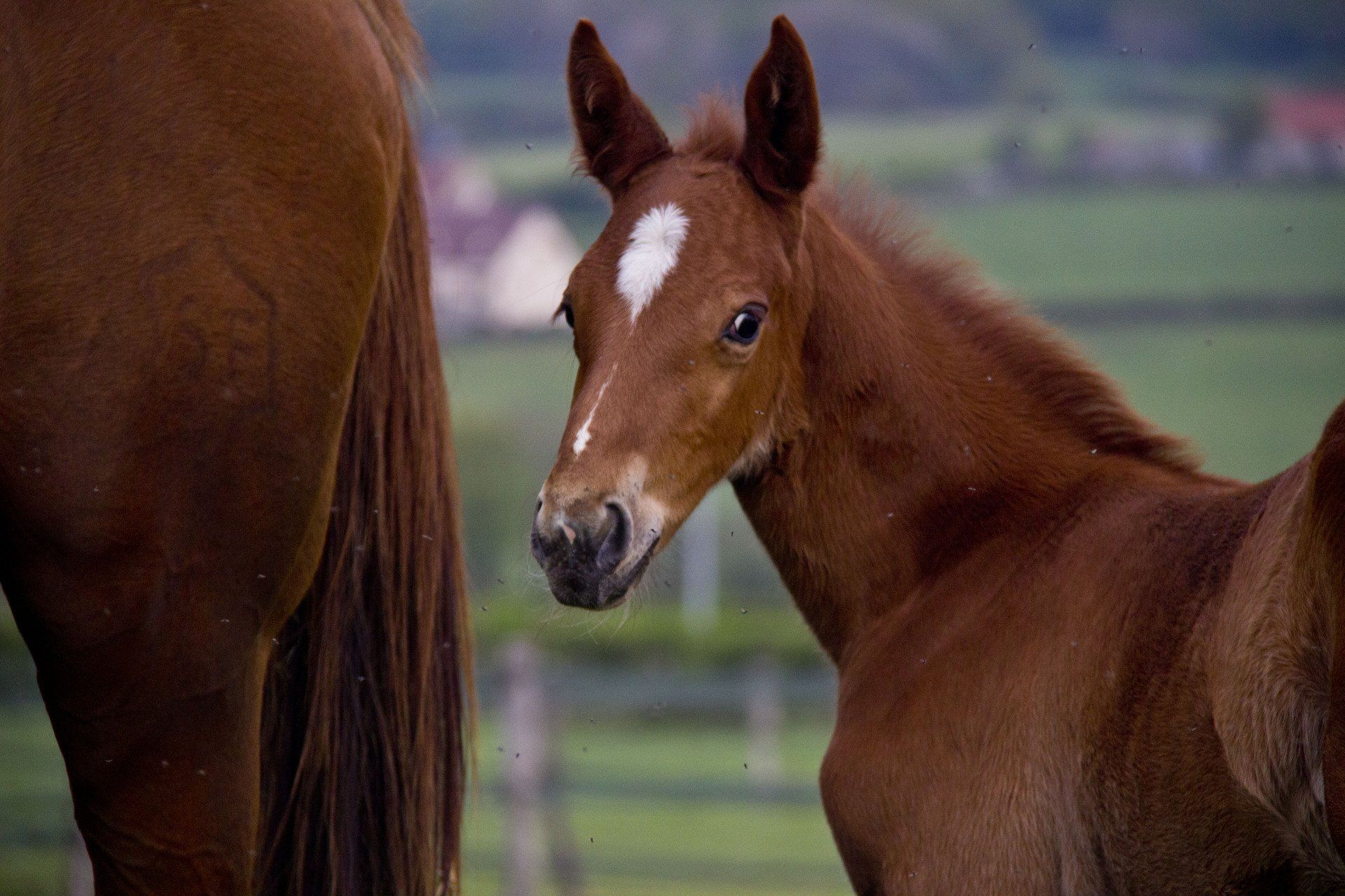 Pour démarrer la saison en optimisant la sécurité sanitaire de nos équidés. Merci, de vérifier l'état vaccinale de vos juments. Elles doivent être à jour des vaccins grippe tétanos et rhinopneumonie.