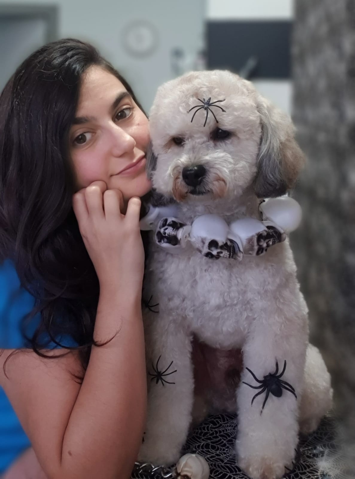 mascotas caniche vaia pelos padon peluqueria canina