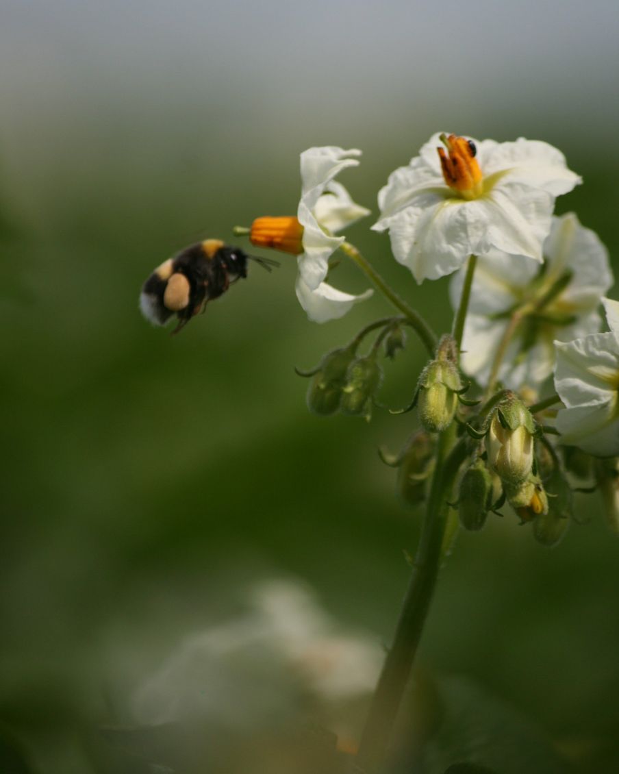 Lüneburger Heidekartoffel