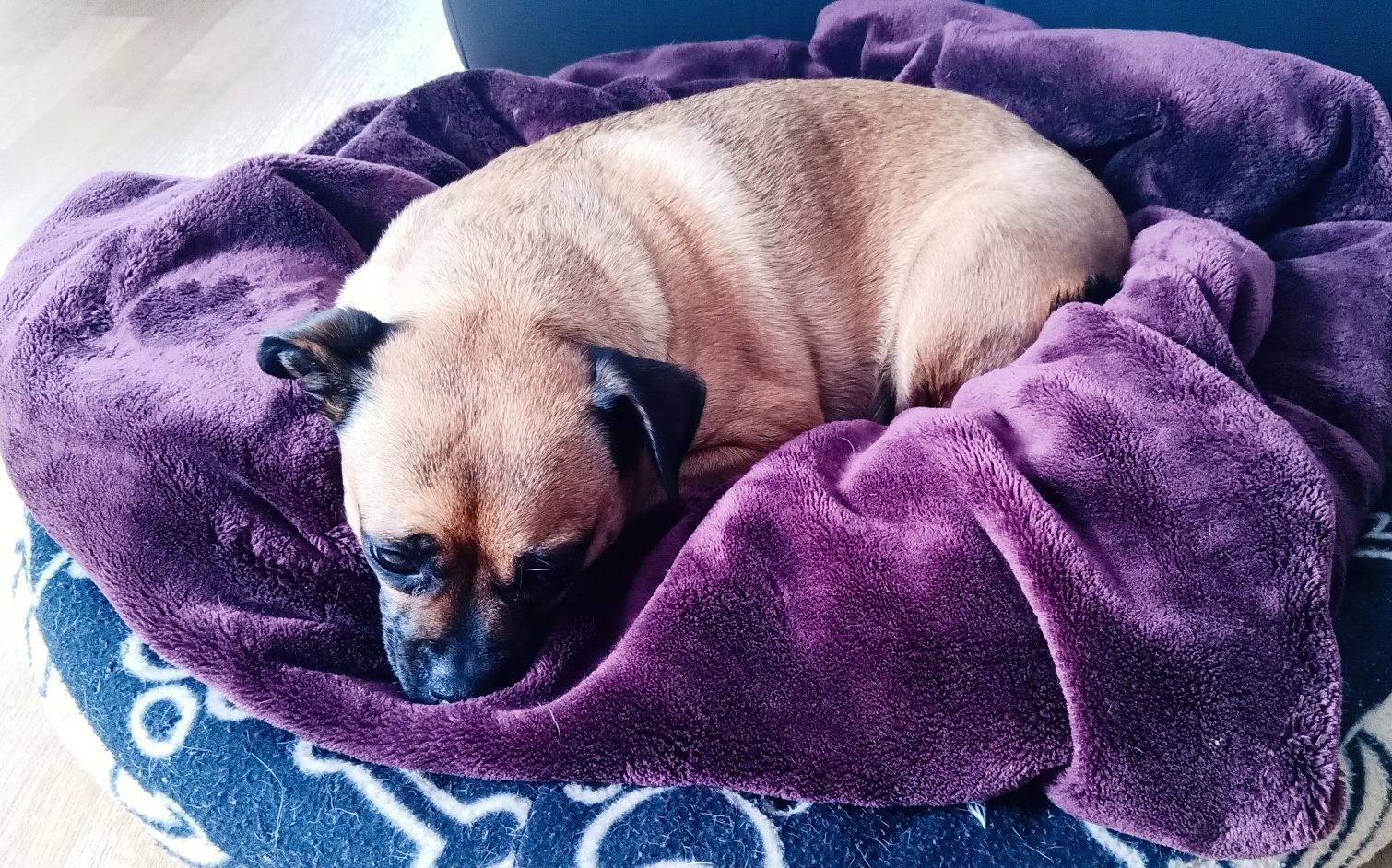 Ein brauner, schlafender Hund liegt auf einer violetten Decke in seinem blauen Plüschkörbchen.