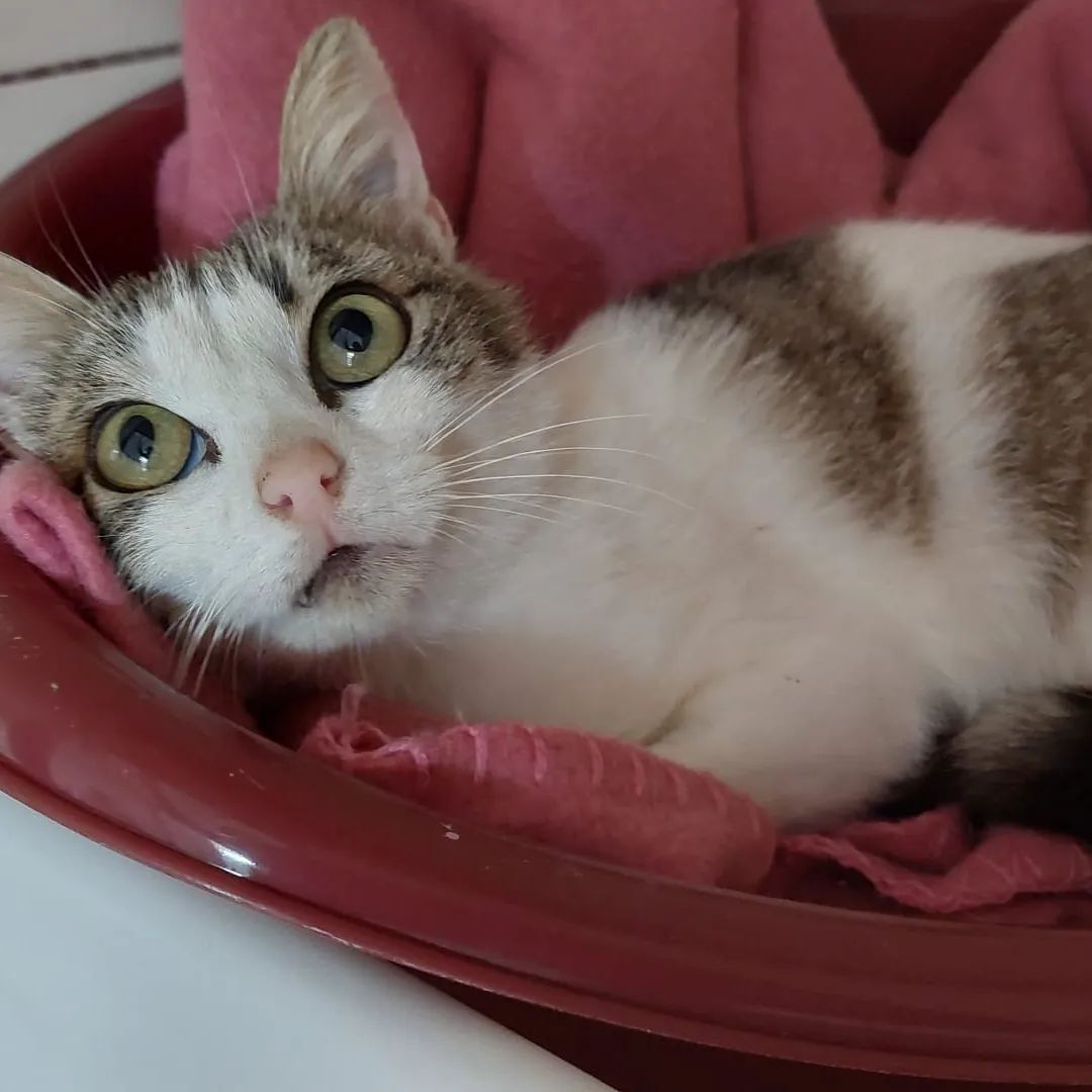 Spende Futter für Tierheim Futterspenden Katzen und Hunde