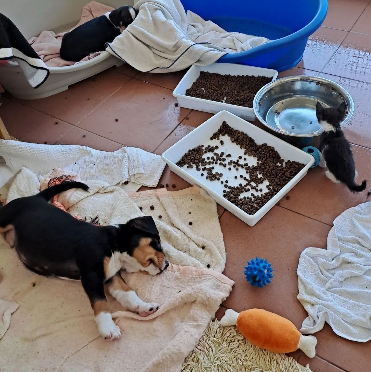 Spende Futter für Tierheim Futterspenden Katzen und Hunde