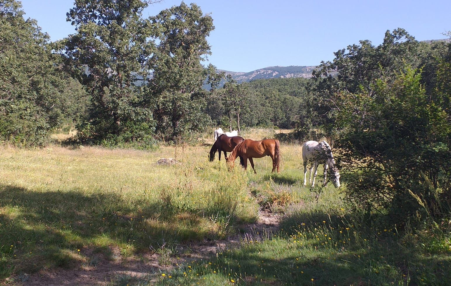 Campamentos cuestres