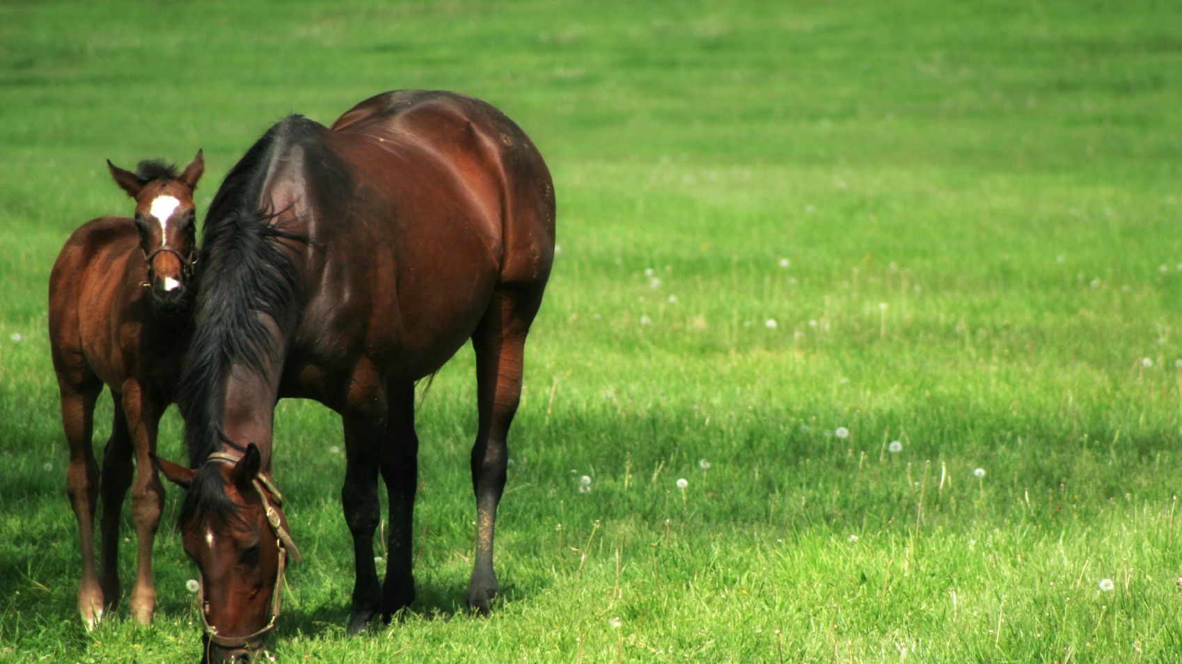 bienestar del caballo