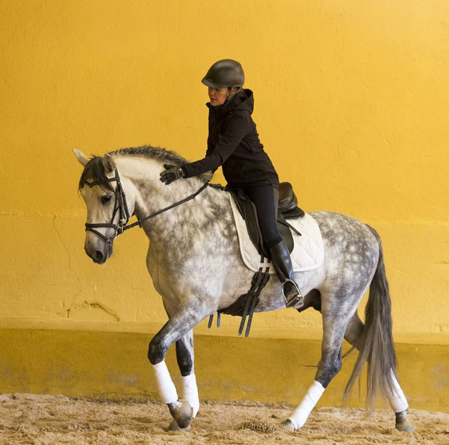 clases de Doma Clásica