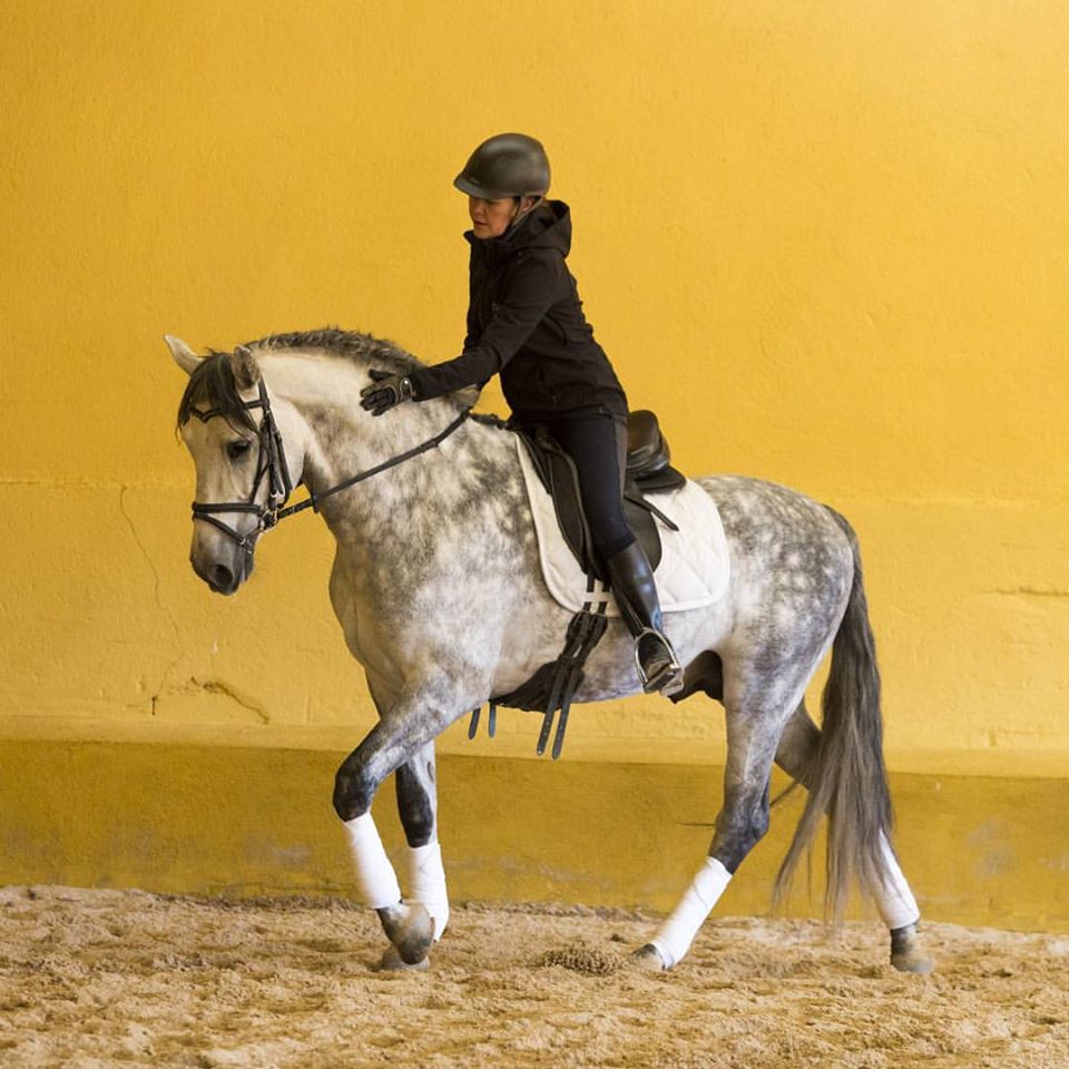 Escuela de Doma Clásica EV