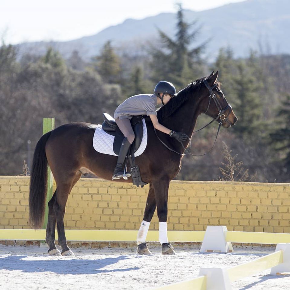 bienestar del caballo