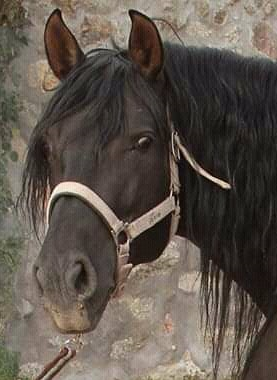 caballos en venta