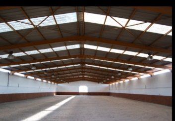 caballos en venta