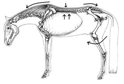 escuela doma clasica ev