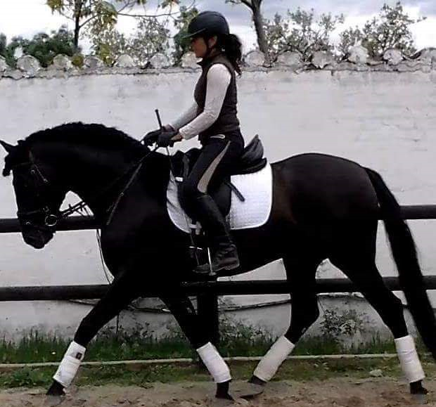 Regidor Elegante