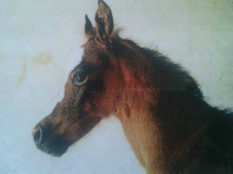 preparación de exámenes de galopes