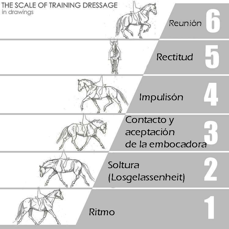 Escala de Entrenamiento de Doma Clásica
