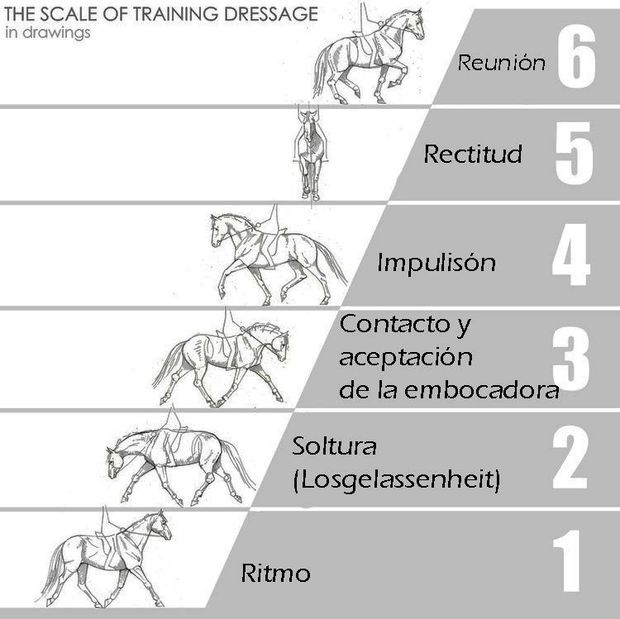 Escala de Entrenamiento de Doma Clásica