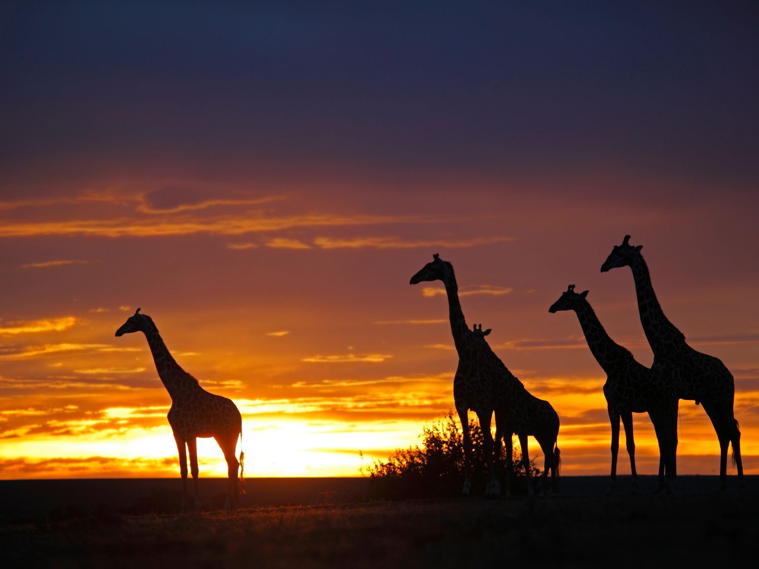 Giraffes at sunset on the African savannah.