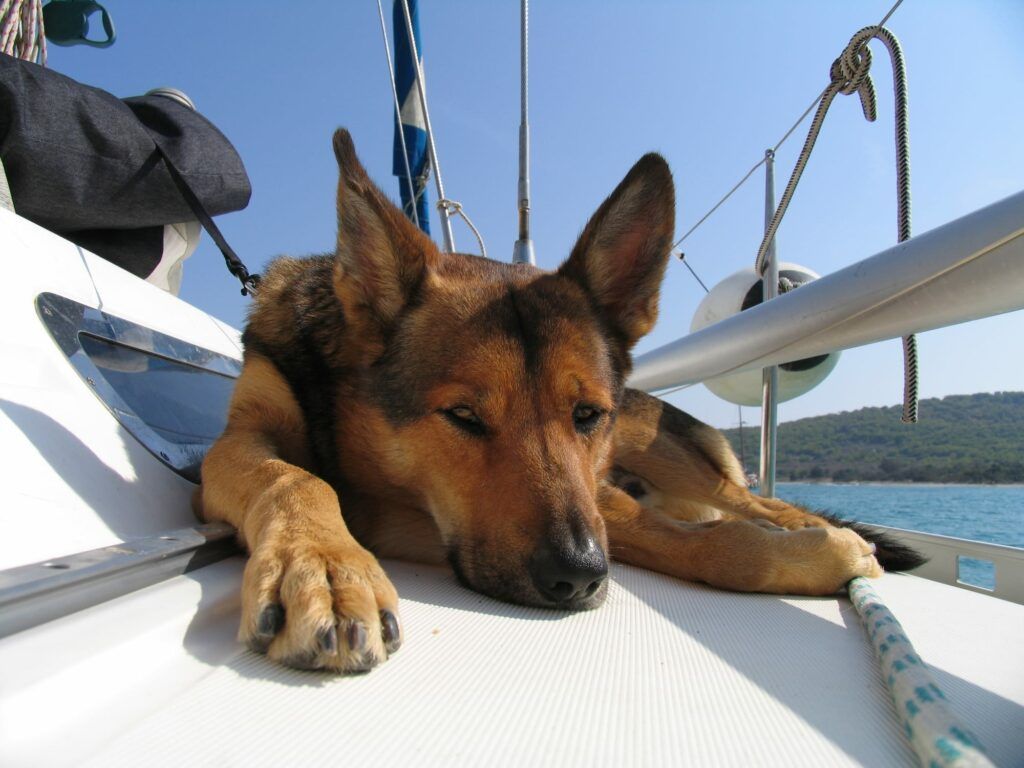 navega con tu perro