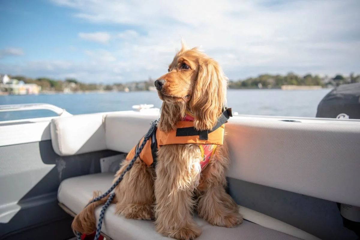 navegar con perro