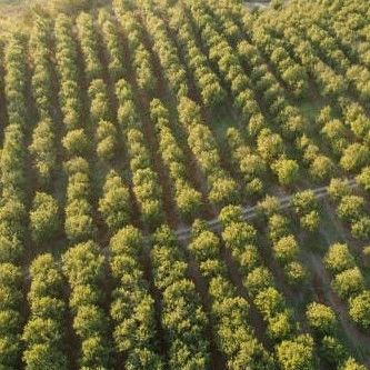 Chiang Rai Farming II - Macadamia-Plantage
