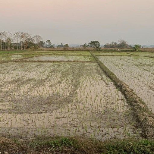 Chiang Rai Farming II - Verpachtung Land