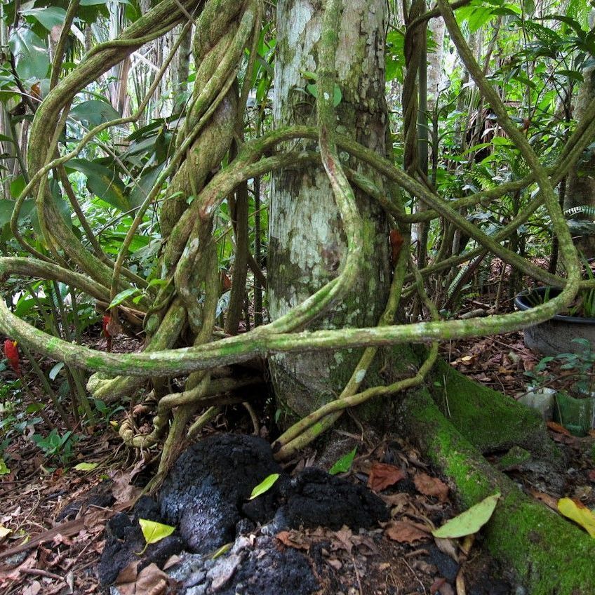 Chiang Rai Living III - Seminarorganisation Chiang Rai Chiang Rai Living III - Seminarorganisation Chiang Rai