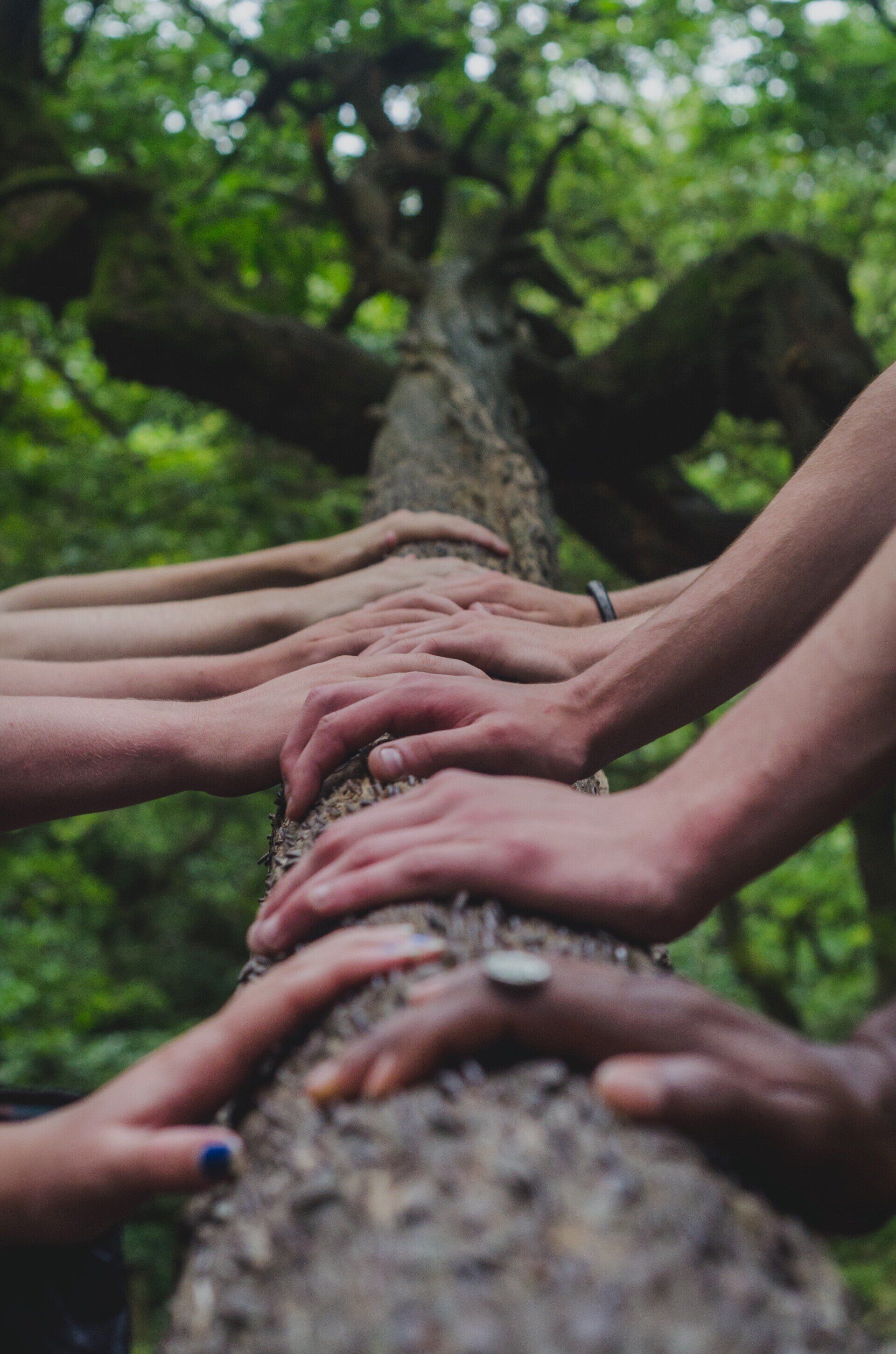 Plusieurs mains d'hommes et de femmes posées sur une branche d'arbre solidarité