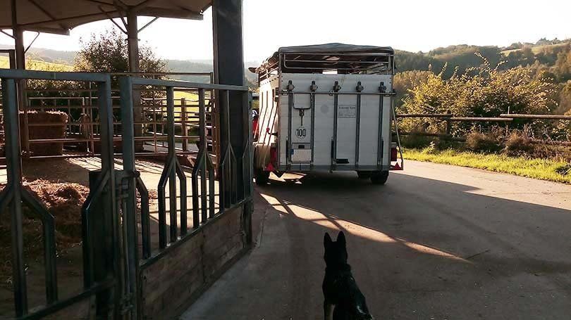 Regelmäßig werden Tiere verkauft. Regelmäßig werden Tiere verkauft, Verkaufstiere, Beratung